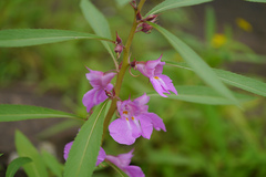 Impatiens balsamina var. macrantha